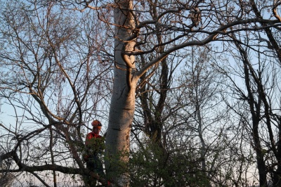 Ağaçta Asılı Kalan Leyleği Kurtarma Operasyonu