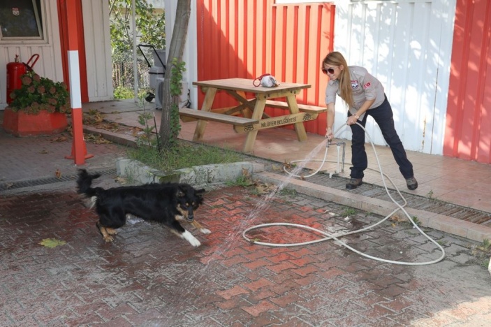 Yeni Arama Kurtarma Köpeğimiz Bailey