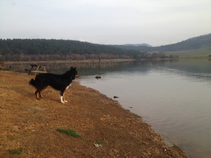 Arama Köpeklerimiz için Temel itaat ve Arama Eğitimleri