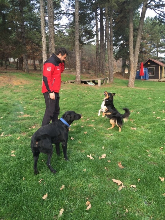 Arama Köpeklerimiz için Temel itaat ve Arama Eğitimleri
