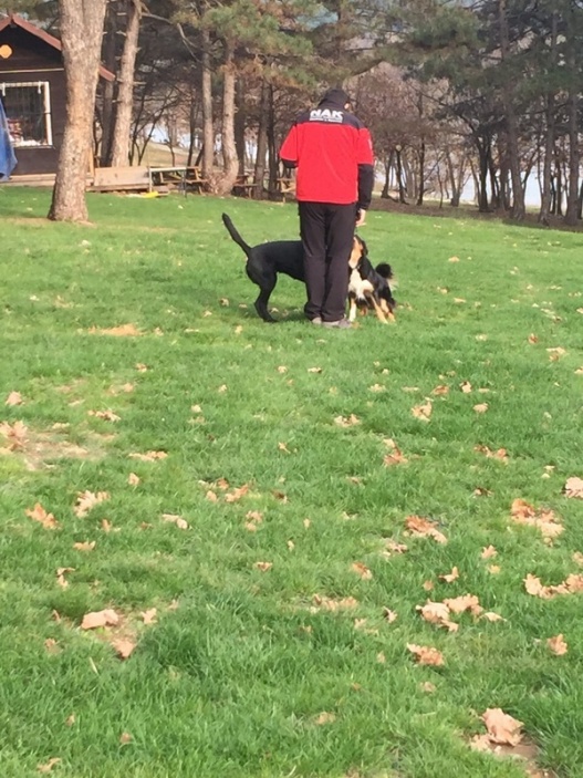 Arama Köpeklerimiz için Temel itaat ve Arama Eğitimleri