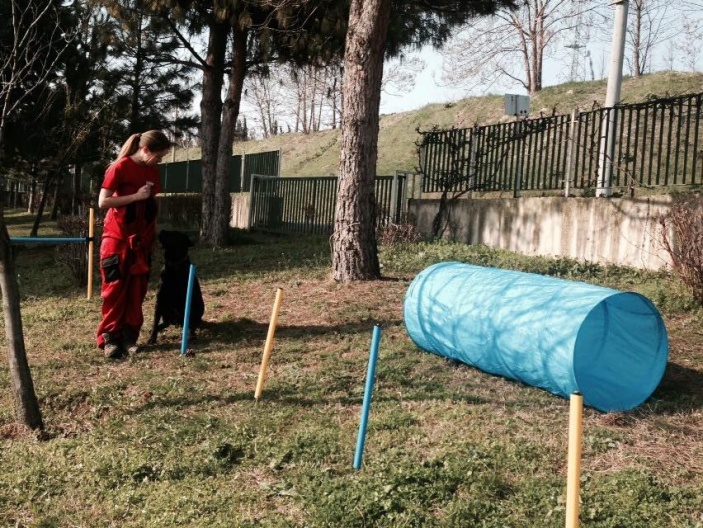 Arama Köpekleri Temel İtaat ve Yönlendirme Eğitimi