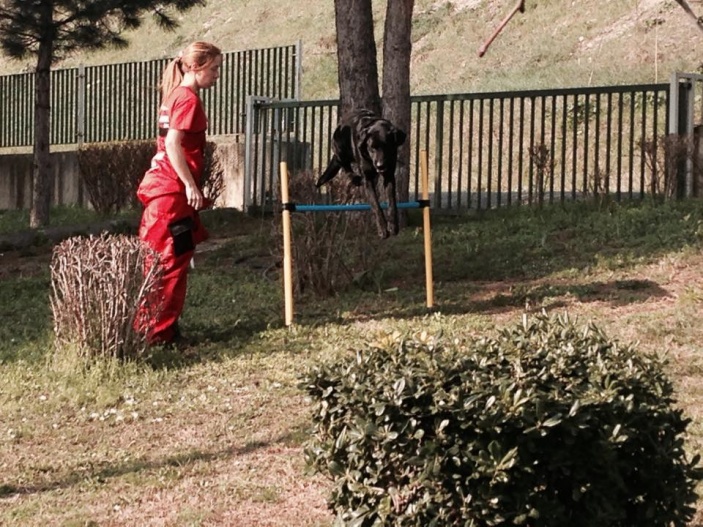 Arama Köpekleri Temel İtaat ve Yönlendirme Eğitimi