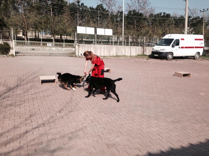 Arama Köpekleri Temel İtaat ve Yönlendirme Eğitimi