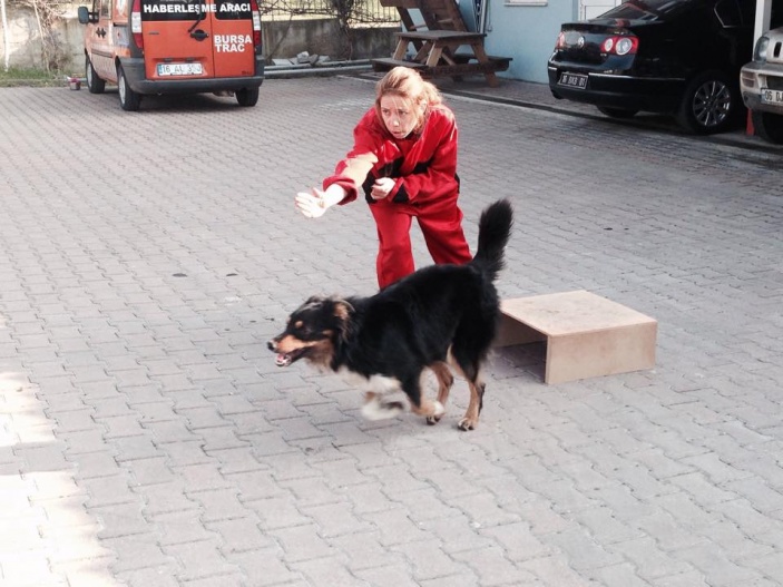 Arama Köpekleri Temel İtaat ve Yönlendirme Eğitimi