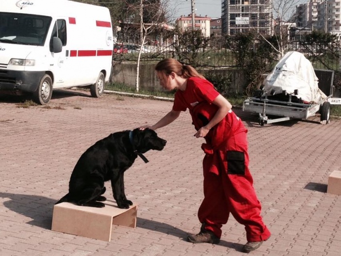 Arama Köpekleri Temel İtaat ve Yönlendirme Eğitimi