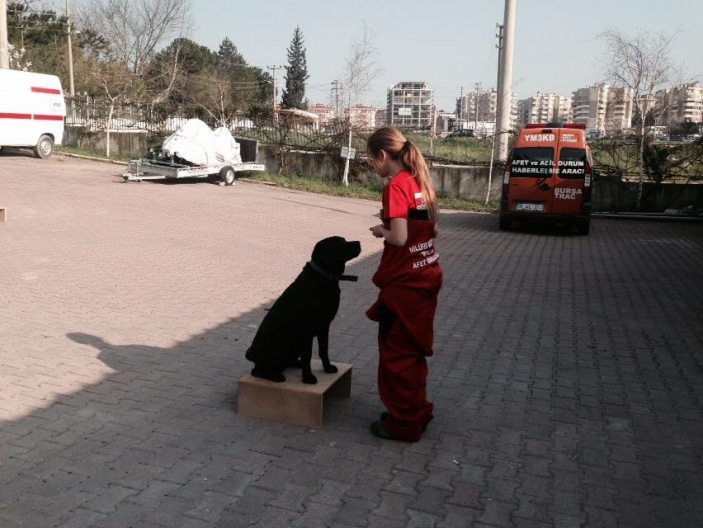 Arama Köpekleri Temel İtaat ve Yönlendirme Eğitimi