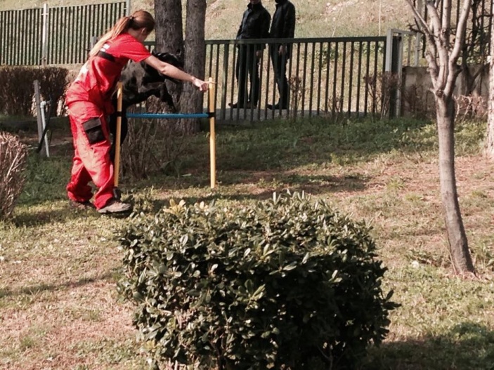 Arama Köpekleri Temel İtaat ve Yönlendirme Eğitimi