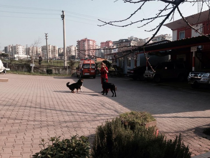 Arama Köpekleri Temel İtaat ve Yönlendirme Eğitimi