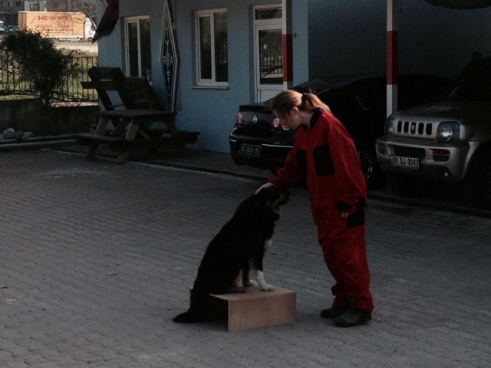 Arama Köpekleri Temel İtaat ve Yönlendirme Eğitimi