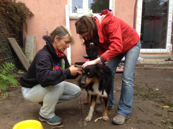 Almanya 2015 Arama Köpekleri Eğitim Faaliyeti