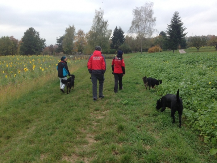 Almanya 2015 Arama Köpekleri Eğitim Faaliyeti