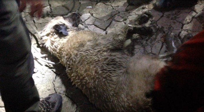 Kayapa Göletinde Mahsur Kalan Köpeği Kurtarma Operasyonu