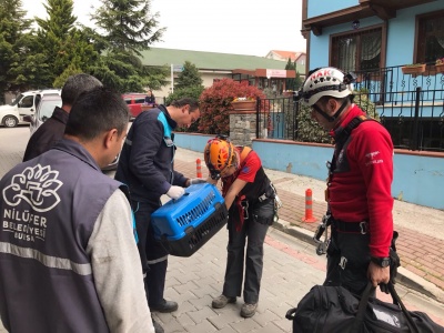 Çatıda mahsur kalan kırlangıcı kurtarma operasyonu
